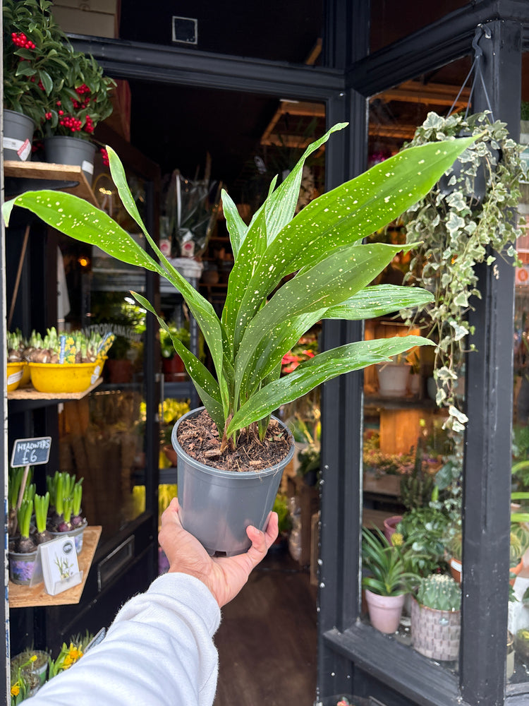 An Aspidistra elatior ‘Milky Way’ plant in front of Urban Tropicana’s Plant Shop in Chiswick London