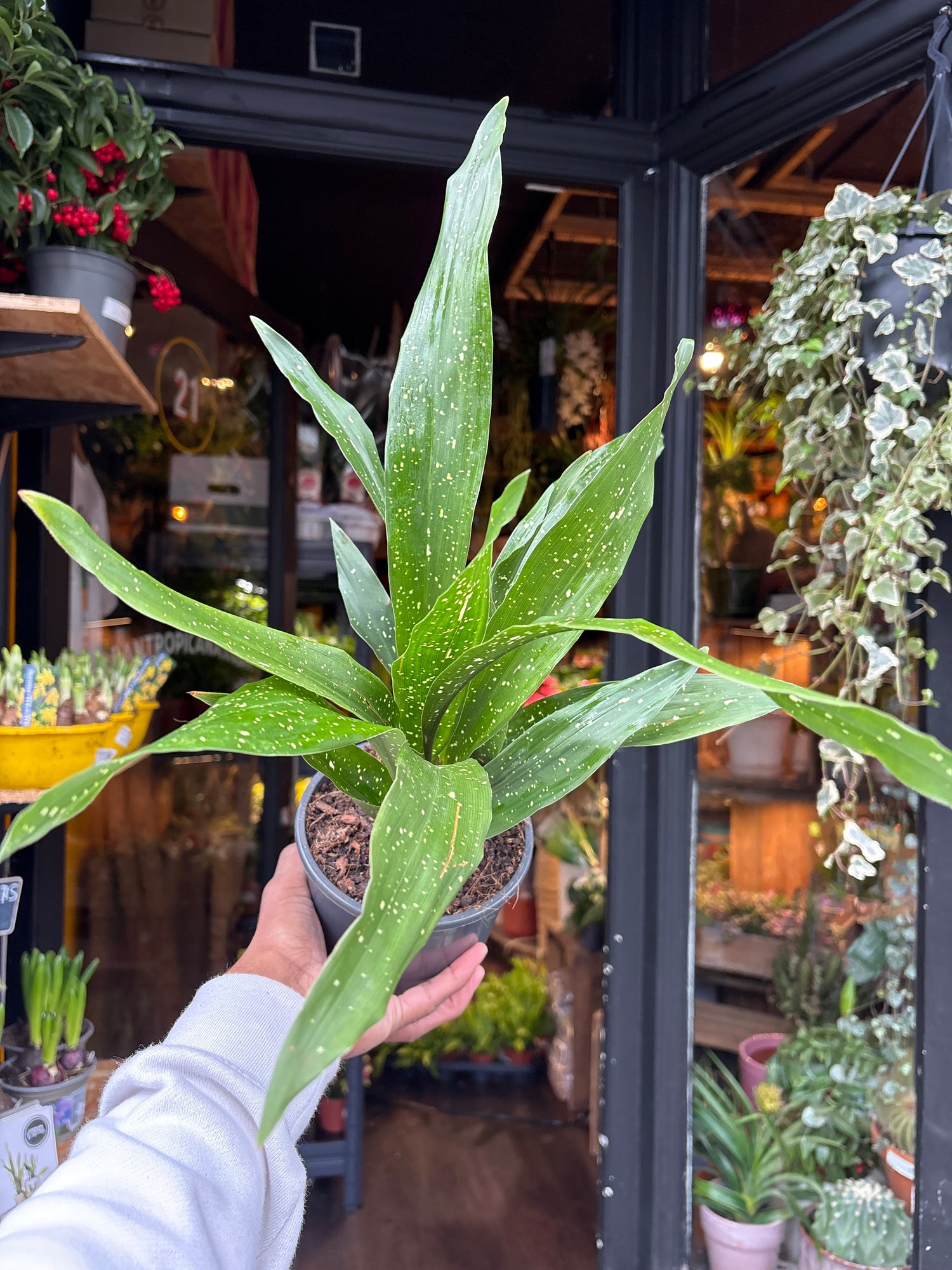 An Aspidistra elatior ‘Milky Way’ plant in front of Urban Tropicana’s Plant Shop in Chiswick London