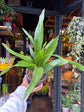 An Aspidistra elatior ‘Milky Way’ plant in front of Urban Tropicana’s Plant Shop in Chiswick London