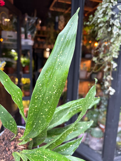 An Aspidistra elatior ‘Milky Way’ plant in front of Urban Tropicana’s Plant Shop in Chiswick London