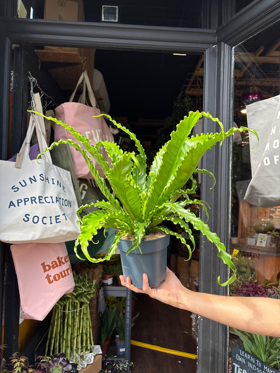 Asplenium antiquum ‘Osaka’ fern outside Urban Tropicana plant shop in Chiswick, London