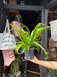 Asplenium antiquum ‘Osaka’ fern outside Urban Tropicana plant shop in Chiswick, London