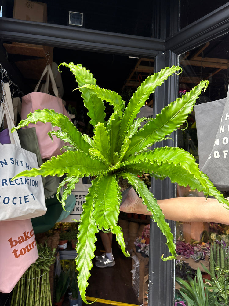 Asplenium antiquum ‘Osaka’ fern outside Urban Tropicana plant shop in Chiswick, London