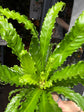 Asplenium antiquum ‘Osaka’ fern outside Urban Tropicana plant shop in Chiswick, London