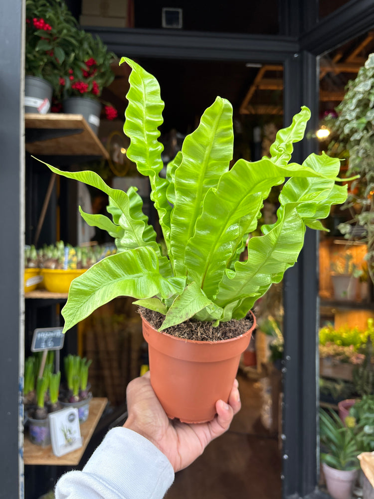 An Asplenium Nidus plant also know as a Asplenium ‘Crispy Wave’ outside of Urban Tropicana&