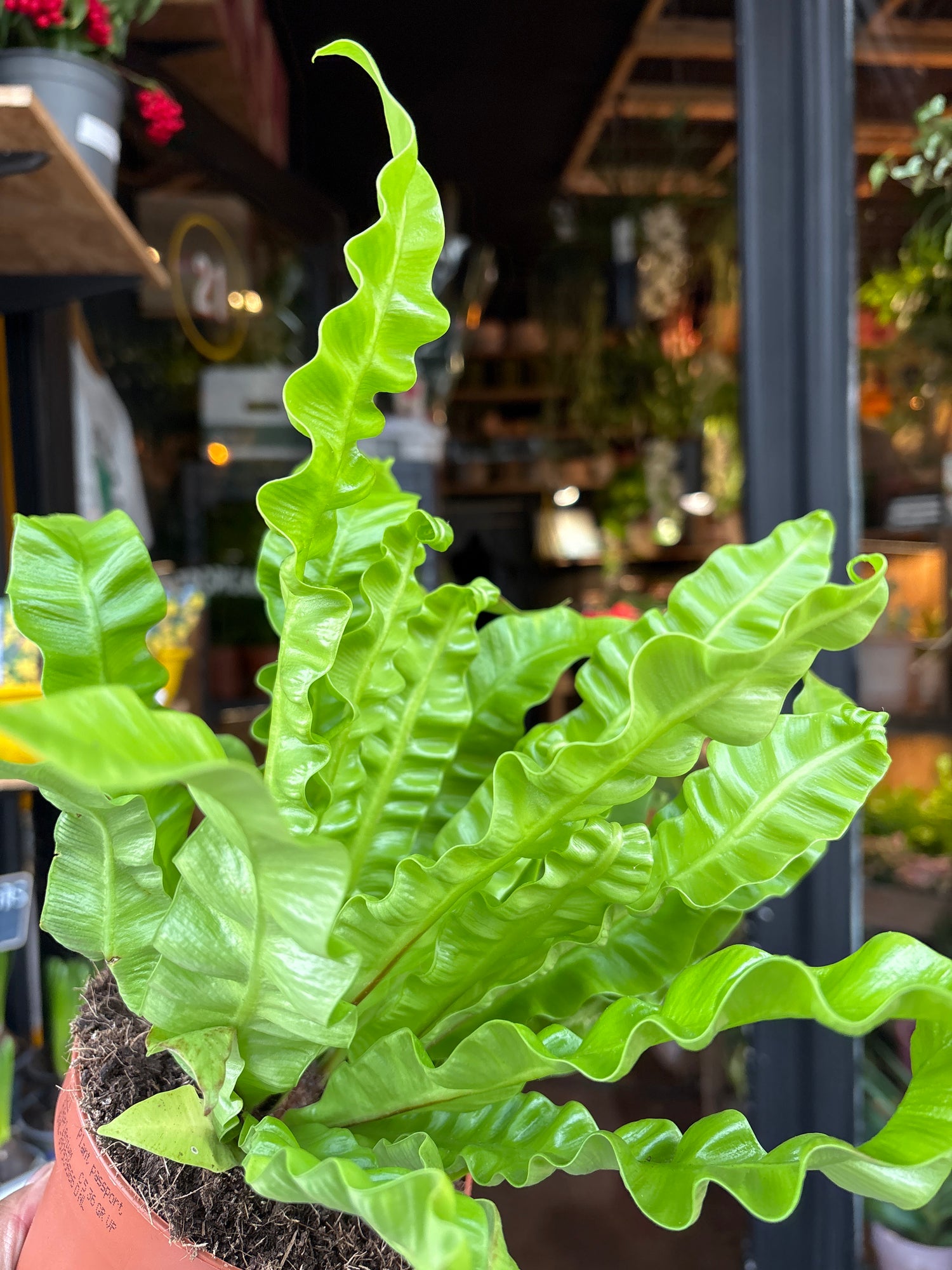 An Asplenium Nidus plant also know as a Asplenium ‘Crispy Wave’ outside of Urban Tropicana&