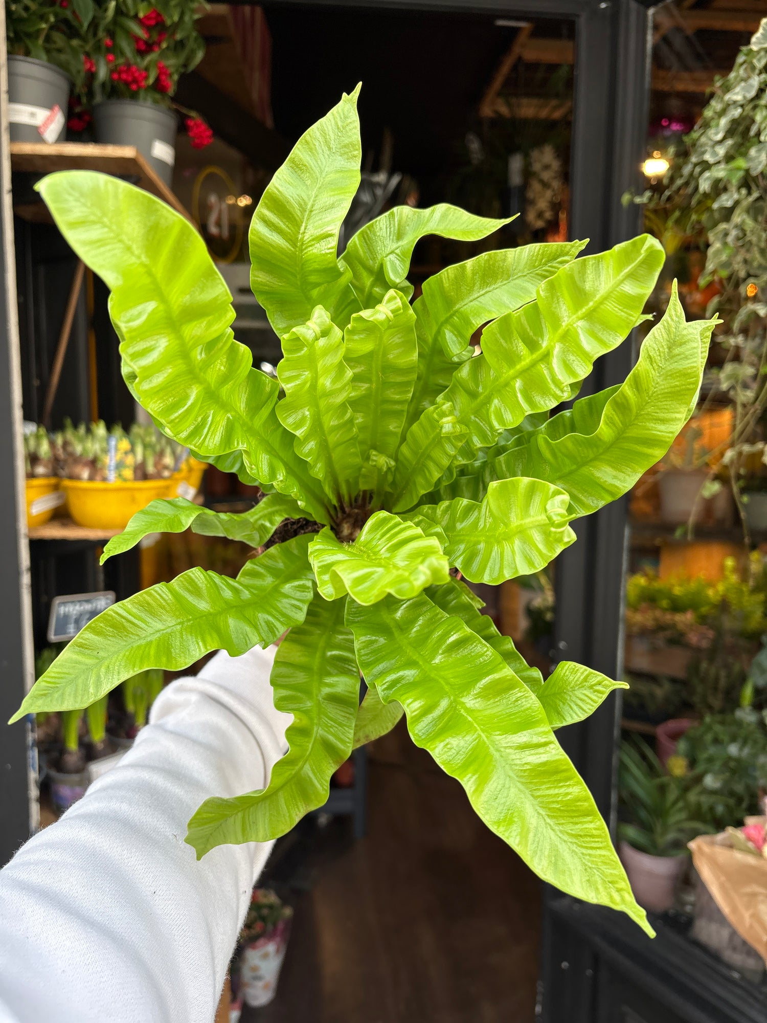 An Asplenium Nidus plant also know as a Asplenium ‘Crispy Wave’ outside of Urban Tropicana&