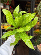 An Asplenium Nidus plant also know as a Asplenium ‘Crispy Wave’ outside of Urban Tropicana&