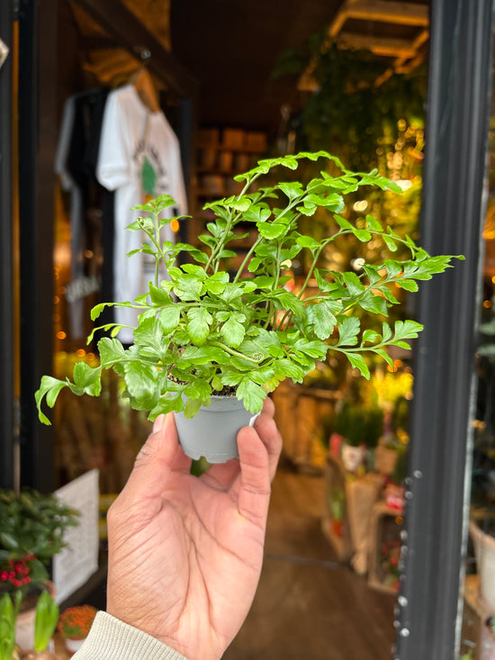 An Asplenium Parvati in front of Urban Tropicana’s Plant Shop in Chiswick London