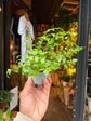 An Asplenium Parvati in front of Urban Tropicana’s Plant Shop in Chiswick London