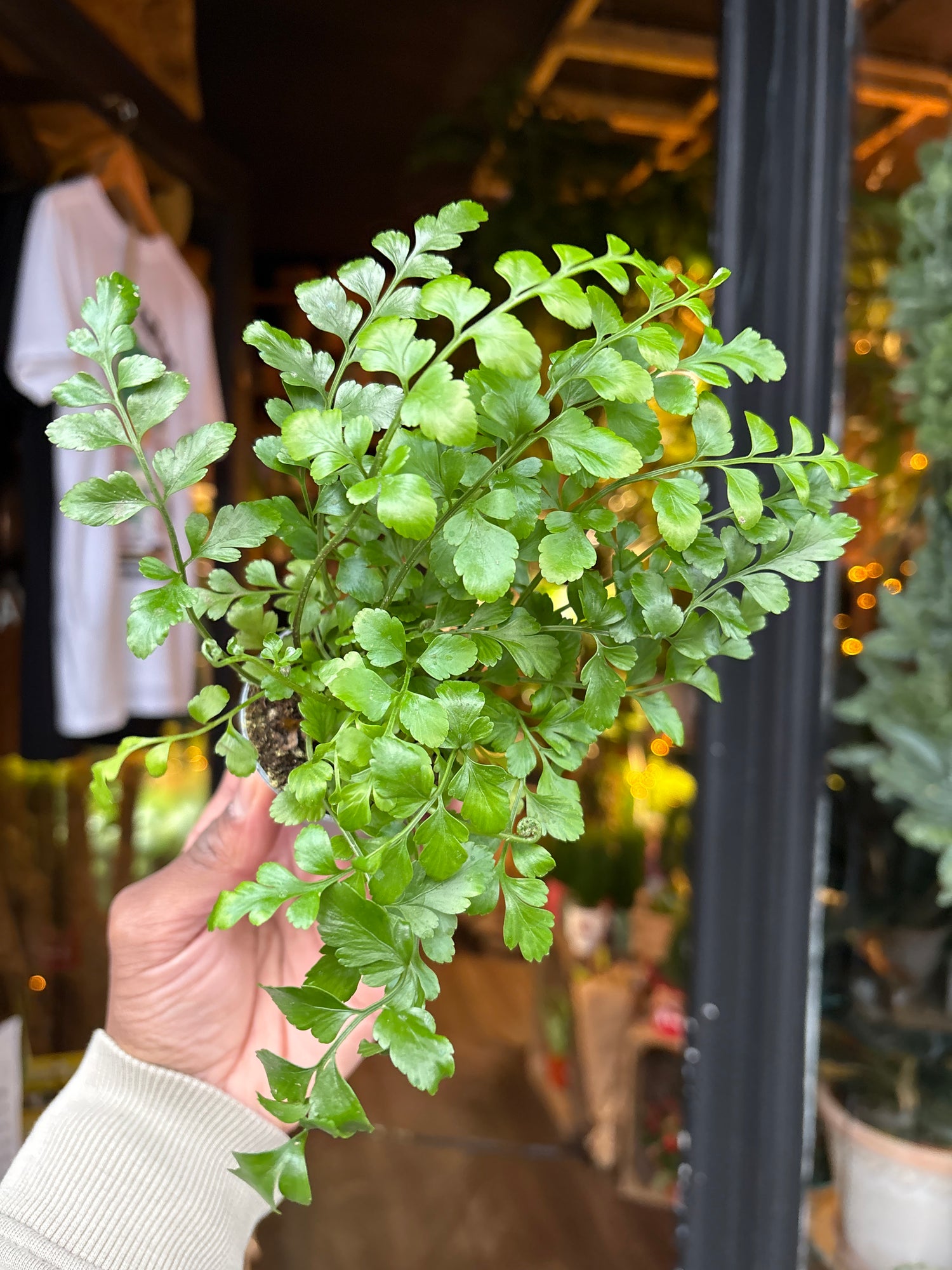 An Asplenium Parvati in front of Urban Tropicana’s Plant Shop in Chiswick London