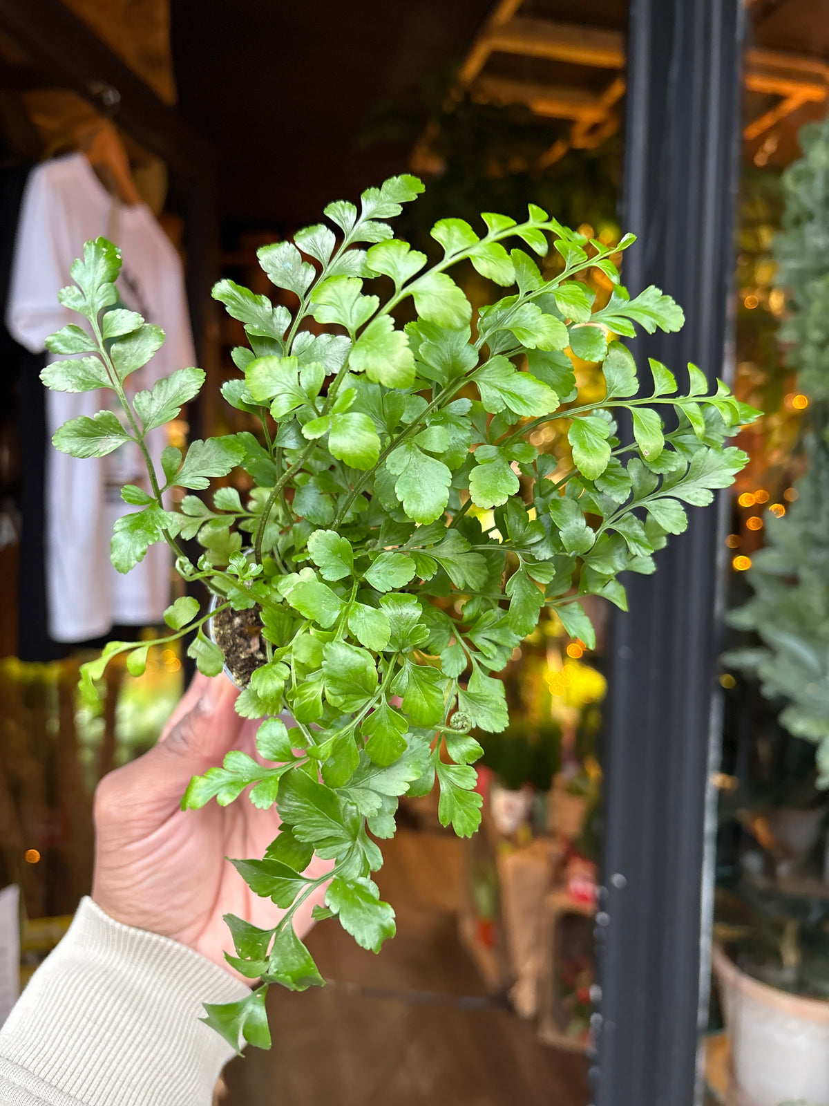 An Asplenium Parvati in front of Urban Tropicana’s Plant Shop in Chiswick London