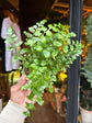 An Asplenium Parvati in front of Urban Tropicana’s Plant Shop in Chiswick London