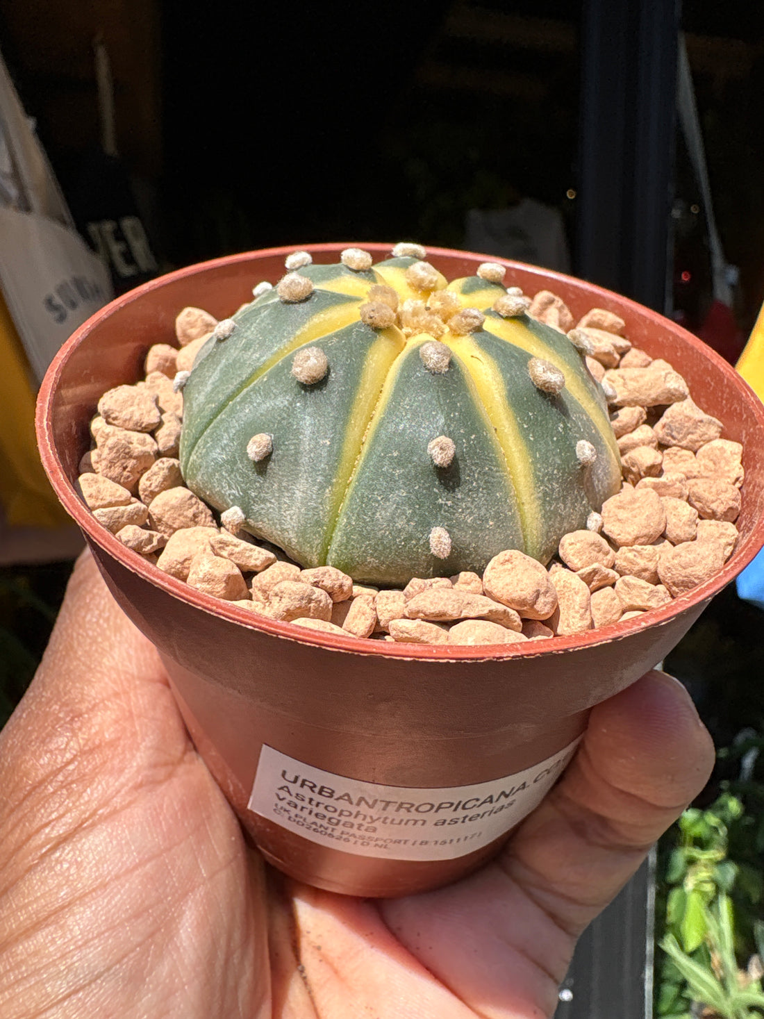 An Astrophytum Asterias Variegata plant in front of Urban Tropicana’s plant shop in Chiswick, London