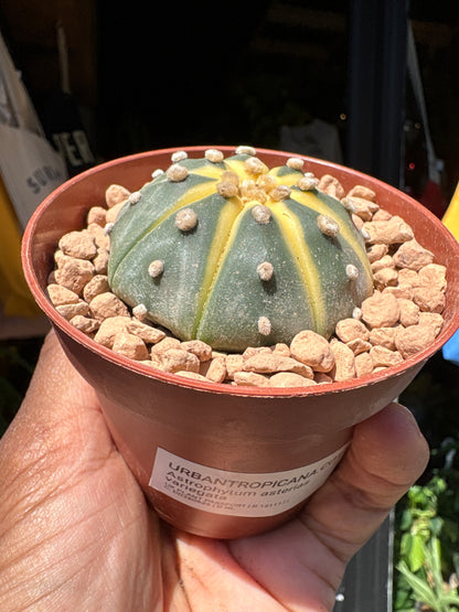 An Astrophytum Asterias Variegata plant in front of Urban Tropicana’s plant shop in Chiswick, London
