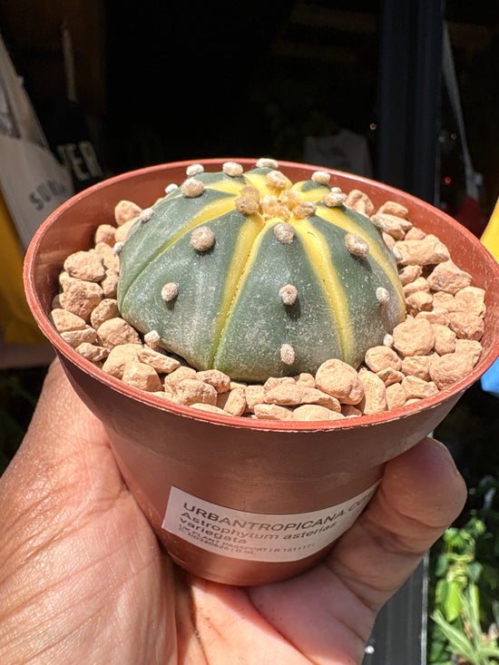 An Astrophytum Asterias Variegata plant in front of Urban Tropicana’s plant shop in Chiswick, London