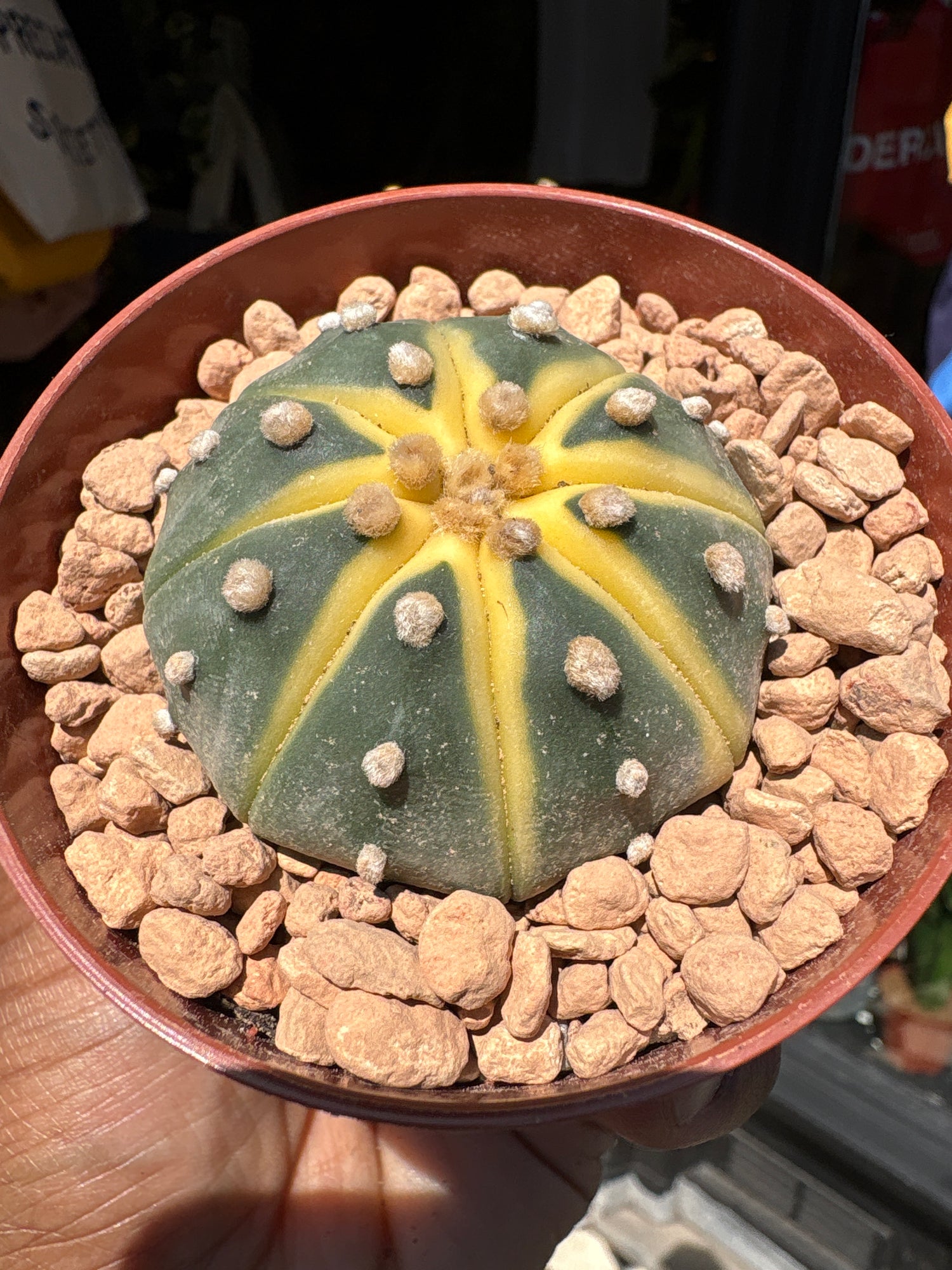 An Astrophytum Asterias Variegata plant in front of Urban Tropicana’s plant shop in Chiswick, London
