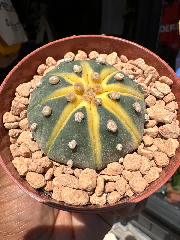 An Astrophytum Asterias Variegata plant in front of Urban Tropicana’s plant shop in Chiswick, London