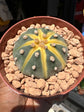 An Astrophytum Asterias Variegata plant in front of Urban Tropicana’s plant shop in Chiswick, London