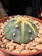 An Astrophytum Asterias Variegata plant in front of Urban Tropicana’s plant shop in Chiswick, London