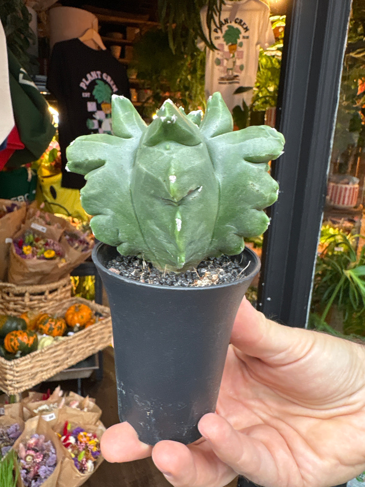 Astrophytum myriostigma cv. Kikko cactus in 7.5cm pot outside Urban Tropicana plant shop in Chiswick, London