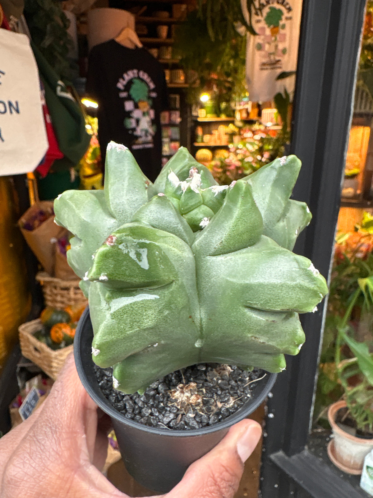 Astrophytum myriostigma cv. Kikko cactus in 7.5cm pot outside Urban Tropicana plant shop in Chiswick, London