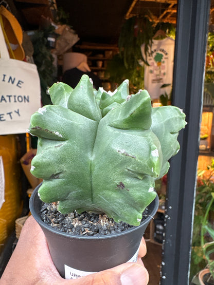 Astrophytum myriostigma cv. Kikko cactus in 7.5cm pot outside Urban Tropicana plant shop in Chiswick, London
