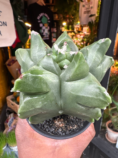 Astrophytum myriostigma cv. Kikko cactus in 7.5cm pot outside Urban Tropicana plant shop in Chiswick, London