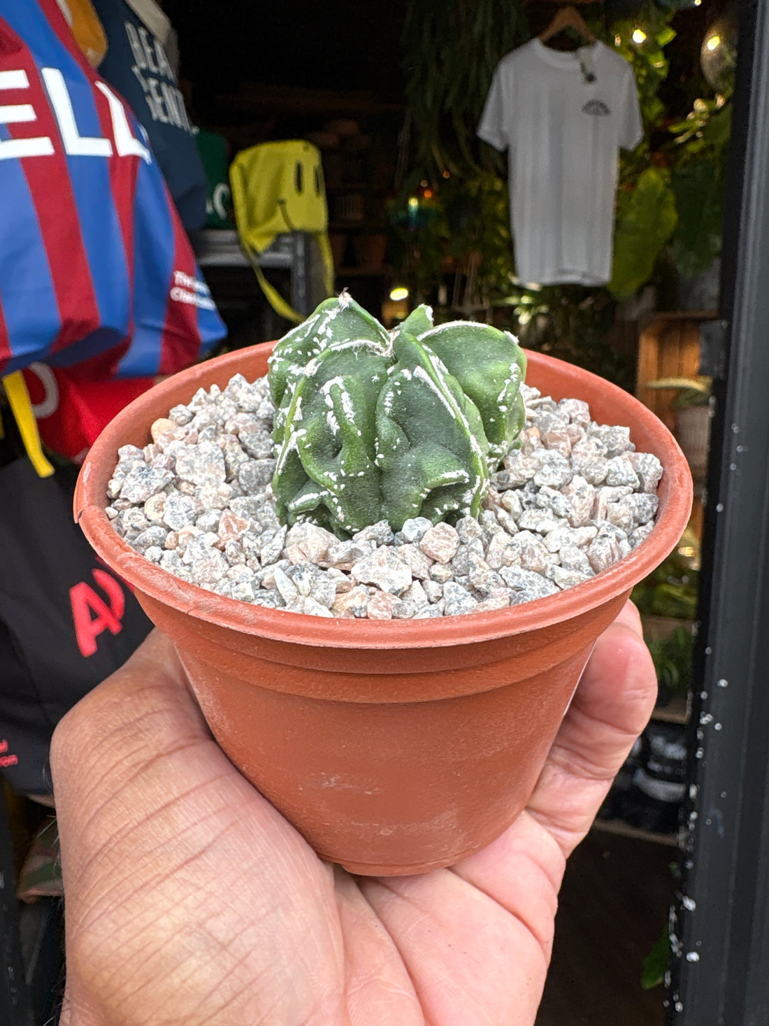 Astrophytum myriostigma ‘Walnut’ cactus outside Urban Tropicana plant shop in Chiswick, London