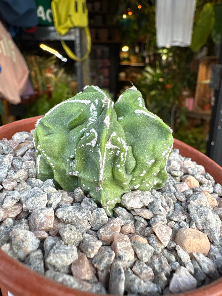 Astrophytum myriostigma ‘Walnut’ cactus outside Urban Tropicana plant shop in Chiswick, London