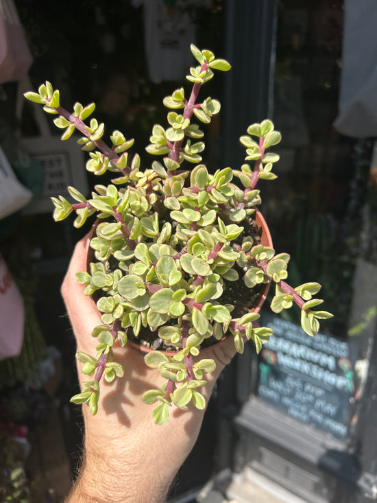 Portulacaria afra &