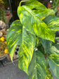 Epipremnum Goldfinger | 17cm pot