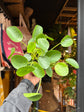 Pilea Peperomioides | Chinese Money Plant | 13cm pot