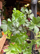 Cissus Striata | 12cm pot