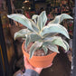 A Agave plant also known as a Century Plant in front of Urban Tropicana&