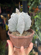 Astrophytum hybrid | 12cm pot