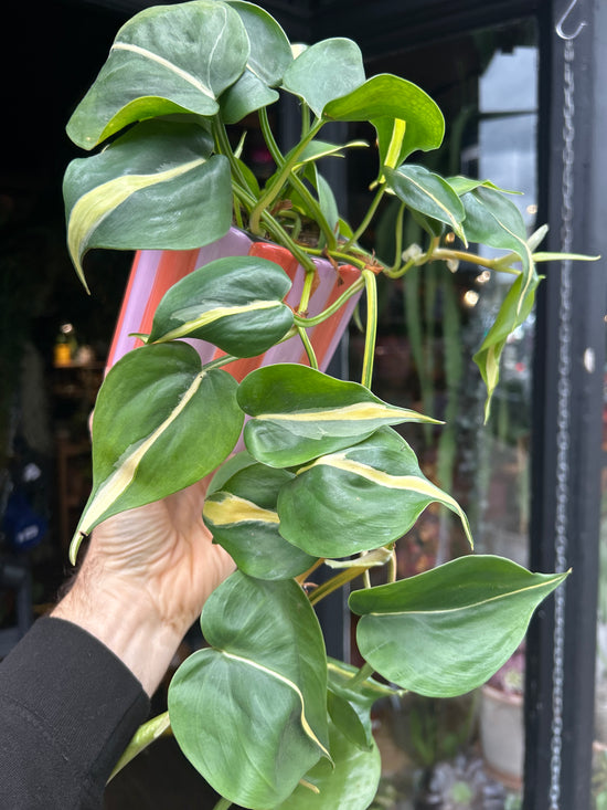 Philodendron Scandens Rio | 12cm pot