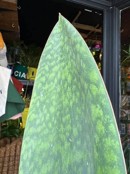 Sansevieria Whale Fin | 14cm pot