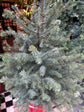 Picea Omorika Xmas Tree | 24cm pot