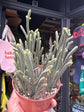 Crassula muscosa &