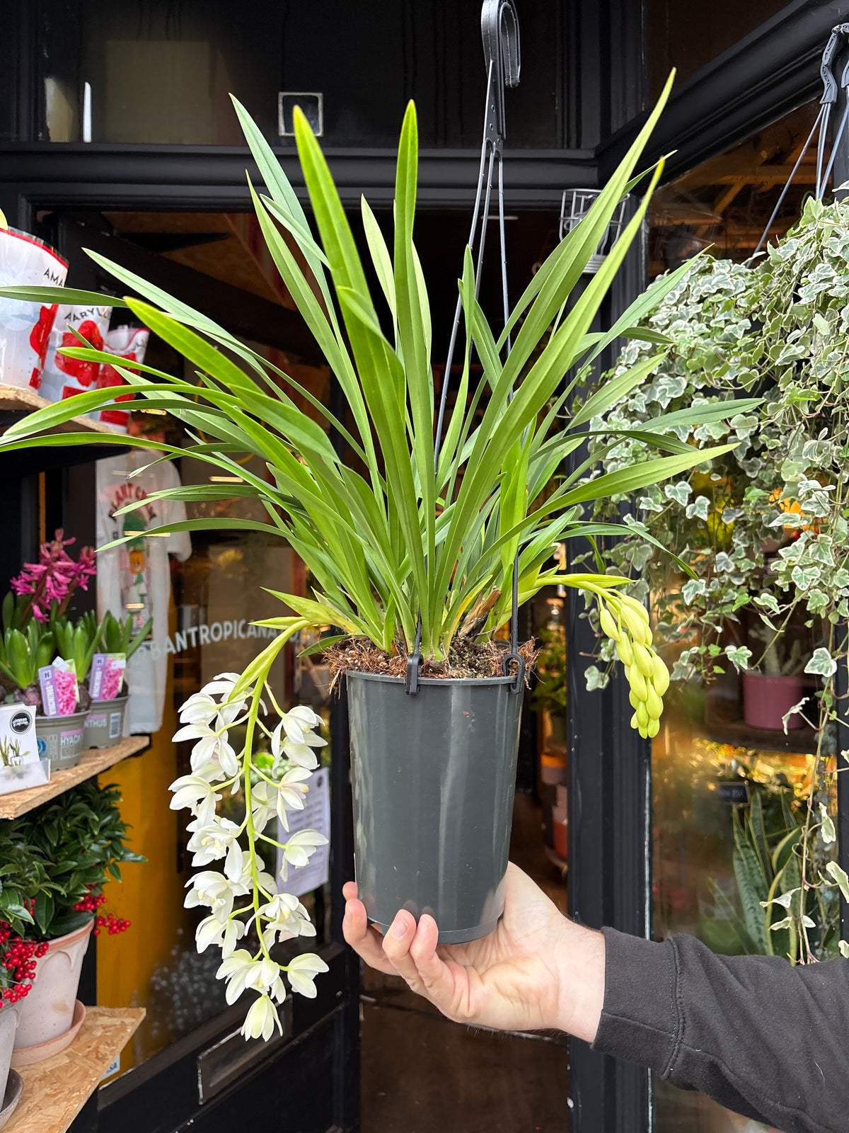 Cymbidium Ice Cascade | 14cm pot