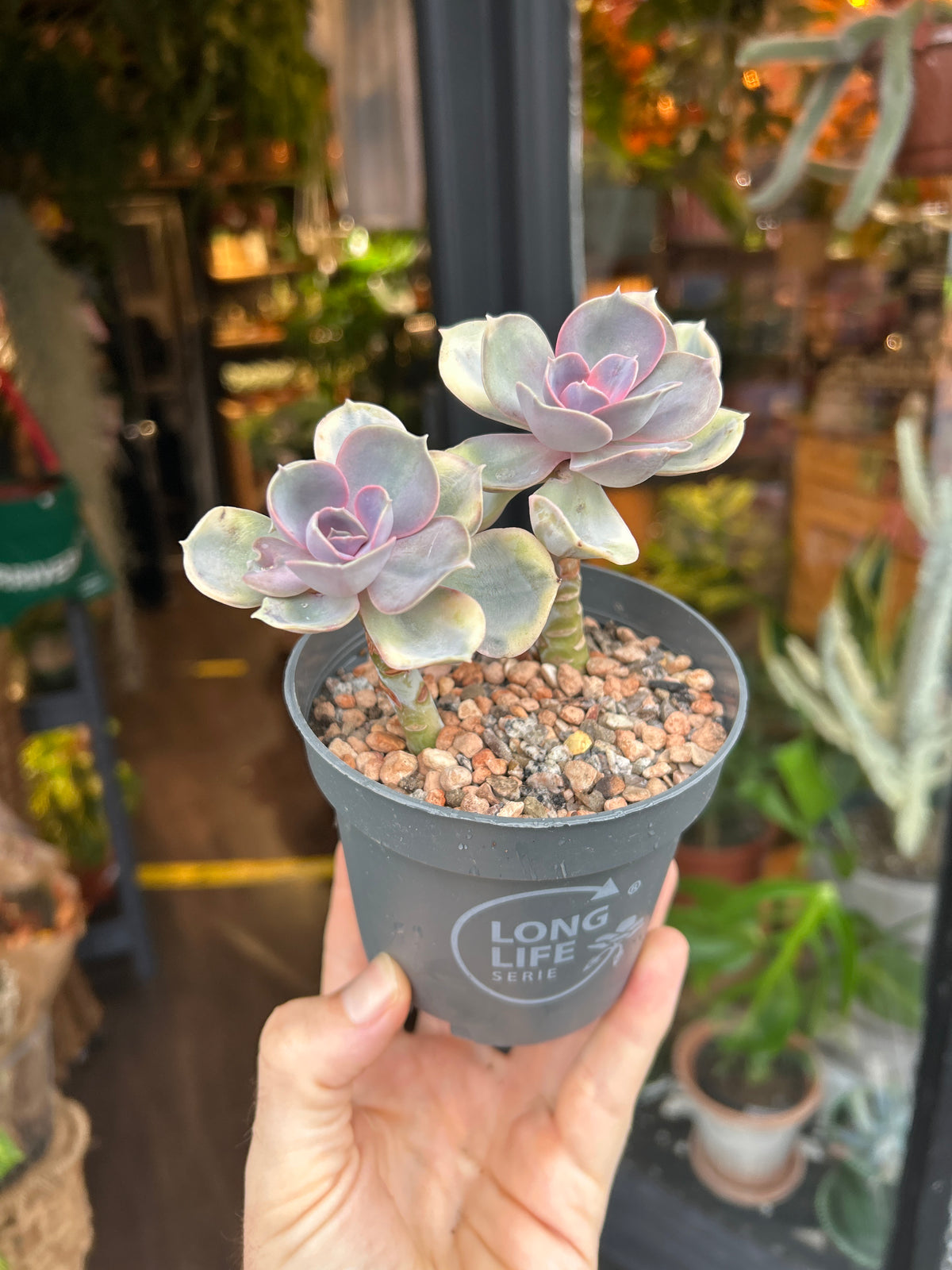 Echeveria ‘Rainbow’ | 10.5cm pot