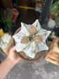 Astrophytum Myriostigma (B) | 20cm pot
