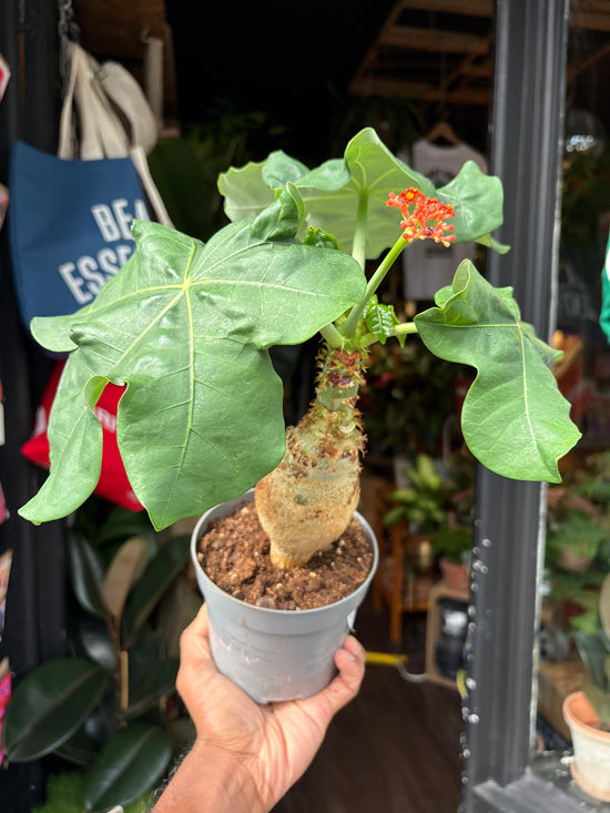 Jatropha Podagrica | 13cm pot