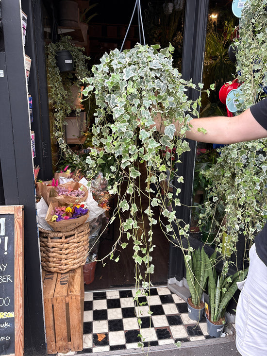 Hedera Helix Wonder | English Ivy | 19cm pot