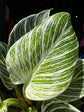 Philodendron ‘Birkin’ | 12cm pot