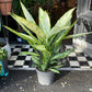 A Dieffenbachia Vesuvius Plant also known as a Dumb Cane Plant in front of Urban Tropicana&