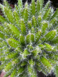 Hylocereus undatus | Dragon Fruit | 10.5cm pot