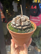 Dioscorea elephantipes | 14cm pot
