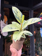Ficus Elastica &